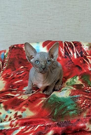 acana корм: Sfinks, Dişi, Ünvandan götürmə, Ödənişli çatdırılma, Rayonlara çatdırılma — 1
