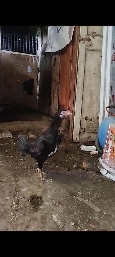 heyvanlar quslar: Salam aleykum super cins qanlı fere satılır bir terefi qara mahmız — 1