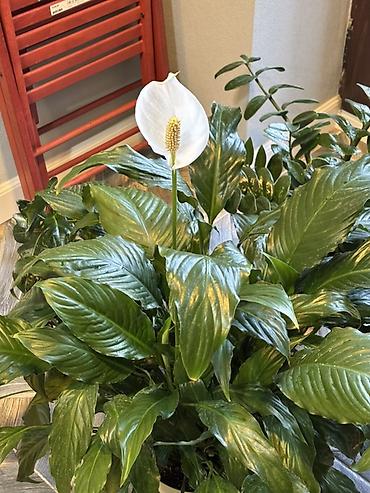 материнское счастье цветок: Спатифиллум (Spathiphyllum; женское счастье) - Высота вместе с — 4