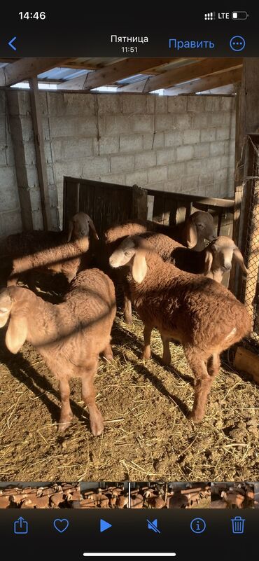 Бараны, овцы: Продаю | Ягненок | Арашан | Для разведения | Племенные at lalafo.kg — 2 Бараны, овцы: Продаю | Ягненок | Арашан | Для разведения | Племенные — 2