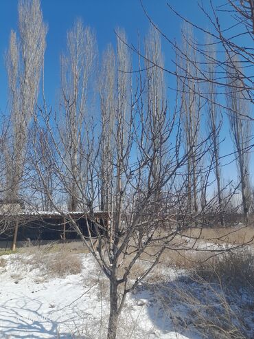 Спил деревьев, заготовка дров: Обрезка деревьев!!! Сезонная обрезка плодовых деревьев!!! Зима — 17