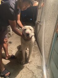 купить собаку доберман в бишкеке: Алабай, 2 года, Самец