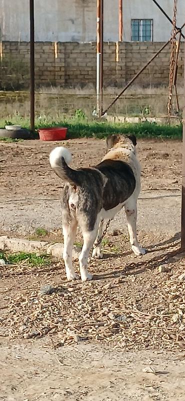 İtlər: Qurdbasar, 4 il, Dişi — 3