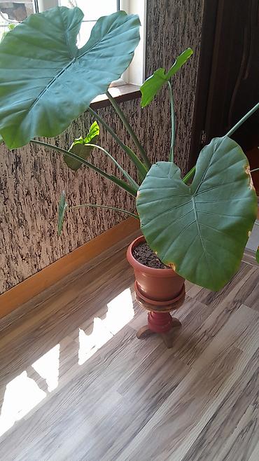 bezek bitkisi: Alokaziya (Alocasia) otaq bitkisi – iri, ürəkvari-oxvari yaşıl — 1