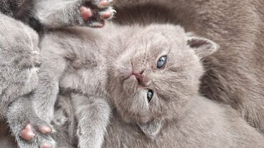 Pişiklər: Şotland — 1