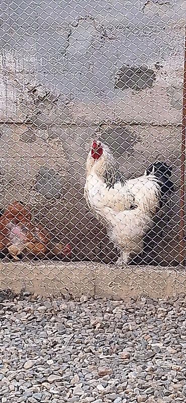brama cücəsi: Toyuq, Brama, Damazlıq, Rayonlara çatdırılma — 2