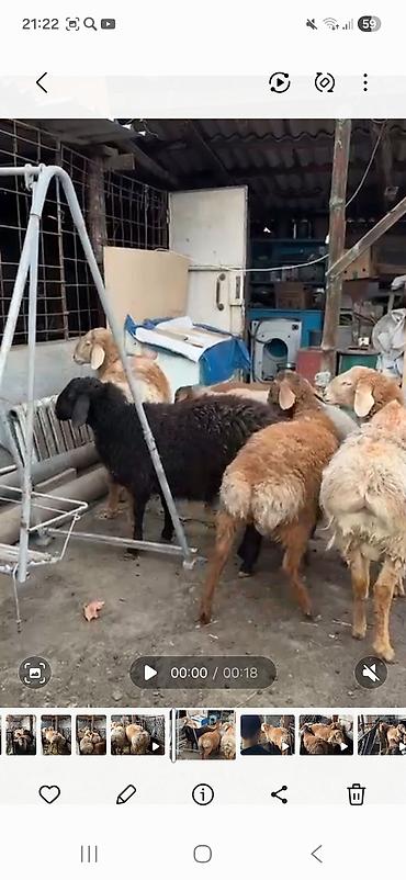 Баран, овца: Продаю | Баран (самец) | Полукровка | Для разведения | Племенные, Осеменитель — 5