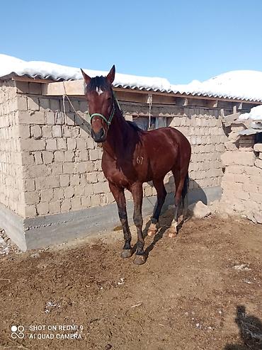 Лошади, кони: Продаю | Жеребец | Рабочий — 7