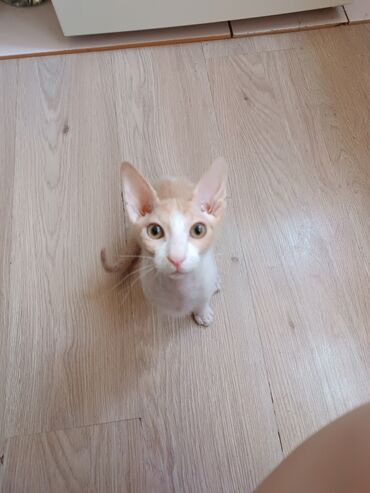 лысый кот сфинкс: Донской сфинкс,мальчик,4 месяца, любознательный и игривый,ищет семью-