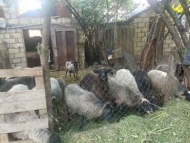 sirin pisik sekilleri: Salam olsun hamıya Ramanov qoyunları satılır hamsi saxlam super — 3