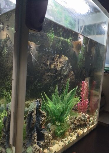 akvarium xırda balığı: Bütün aksesuarları ile bir yerde verilir içərisində 5ədəd balıq var