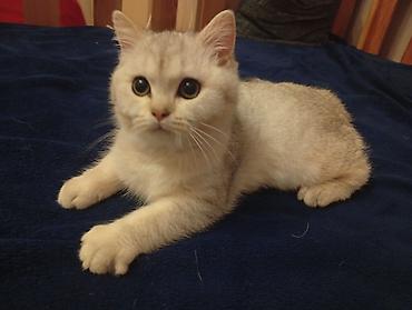 Кошки: Dishi shinshilla balasidir 07.06.2026 ci ildə anadan olub.Təmiz qan — 3