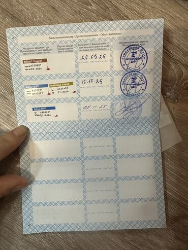 Продажа собак: Сиба-ину, 3 месяца, Самец, С прививкой — 6