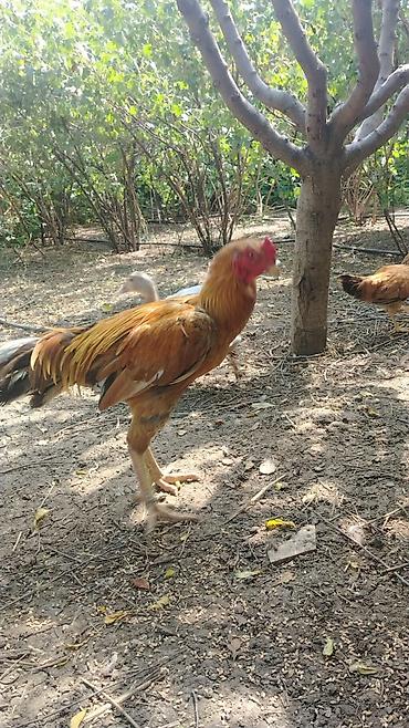 xoruz satlir: Satılır: uzunboy döyüş tipli xoruz - Cins tipi: Yerli-döyüş — 4