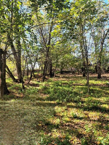 Həyət evləri və villaların satışı: Torpaq bağ sahəsi 42 sot meyvə baği satıram -da lalafo.az — 10 Həyət evləri və villaların satışı: Torpaq bağ sahəsi 42 sot meyvə baği satıram — 10