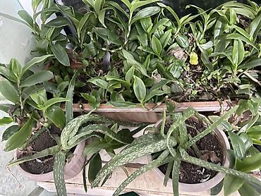 сансуй: Алоэ вера (Aloe vera) и тёщин язык/сансевиерия в горшках Описание: - — 2