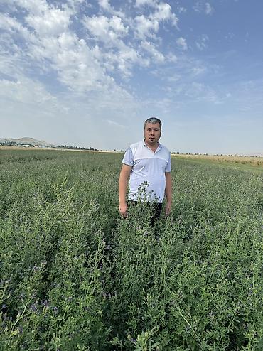 Другие зерновые культуры: Беде урук 100% Кыргызстан местный урук 7-8 жылдык (Кытай эмес — 9