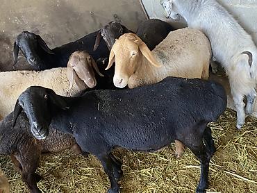 бенгальские кошки цена: Продаю | Овца (самка) | Гиссарская | Для разведения — 4