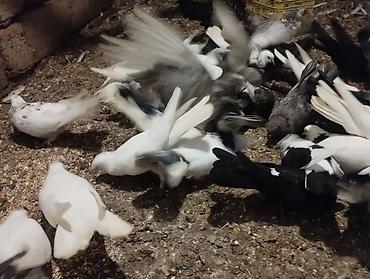pekines ağ: Ev göyərçinləri – müxtəlif rəng və naxışlarda sürü Məhsul təsviri: - — 6