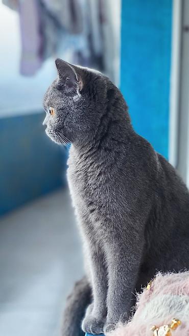 Pişiklər: Britan, Dişi — 3