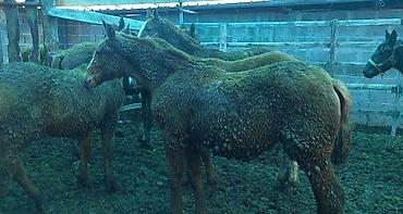 Лошади, кони: Продаю | Жеребенок | Дончак | Для разведения | Племенные — 11