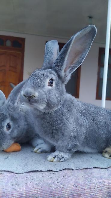 Dovşanlar: FLANDR (Belçika nəhəngi) – İri ölçü, yüksək gəlir! Təmiz qanlı Flandr — 12