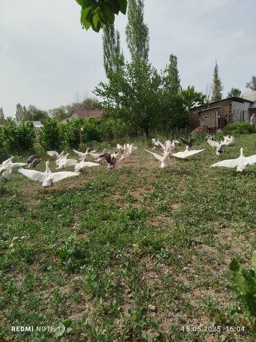 продаю гусь: Продаю молодых гусей вывод. крупная порода помесь серая крупная с