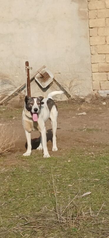 İtlər: Qurdbasar, 2 il, Erkek, Peyvəndli, Rayonlara çatdırılma — 11