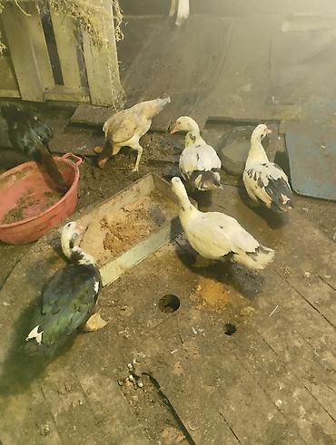 hind ordəyi: Bartel var toyuqnan ? Muscovy ördəkləri (indo-ördəklər) – müxtəlif — 2