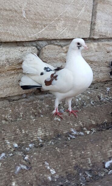 simental inekler satilir: Məhsul: Bəzək və uçuş üçün fancy göyərçinlər (fotoşəkillərdə olan
