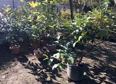 Декоративные деревья: Продается лимонное дерево с плодами и без, многолетние и молодые — 5
