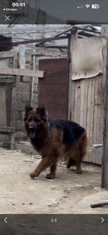 İtlər: Alman çoban iti, 2 il, Dişi, Peyvəndli — 6