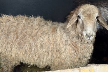 дом кролика: Продаю | Баран (самец) | Гиссарская, Арашан | Для разведения | Племенные, Осеменитель