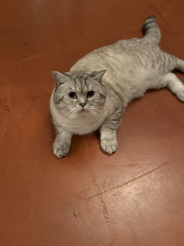 Pişiklər: Britan — 3