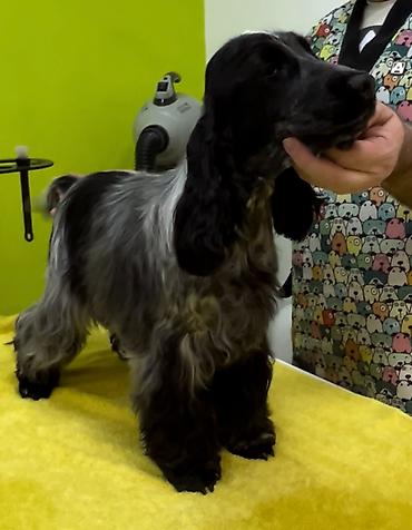 Psi: Engleski koker spanijel u ponudi NOVO LEGLO iz odgajivacnice — 9