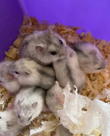 Хомяки: Клетки для хомяков с комплектующими. Варианты: - Клетка с — 2