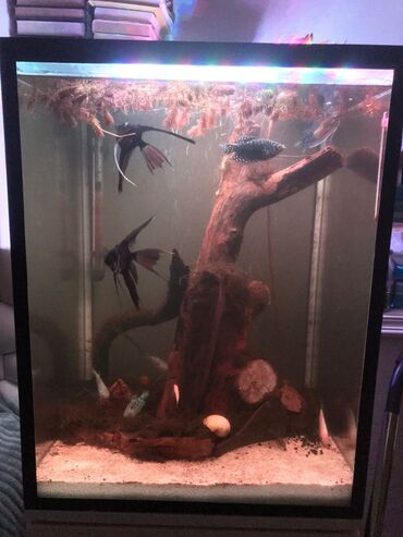 Akvariumlar: Dördbucaq akvarium, Balıqlarla birlikdə, 175 l, Ünvandan götürmə, Pulsuz çatdırılma