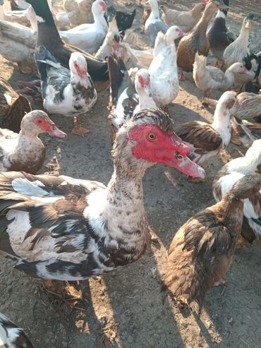 Toyuqlar: Toyuq, Damazlıq — 4