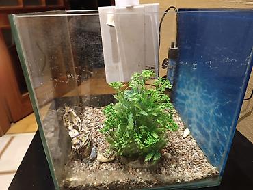 baliq toru: Akvarium dəsti - Şəffaf şüşə akvarium, kub formalı - Yuxarıdan — 2
