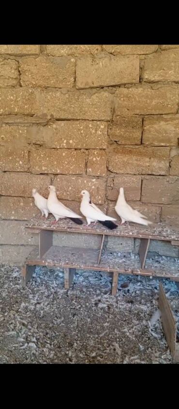 Gəmiricilər: Salam 5 eded goyercindi ikisi ayagi uzuylu biri nomreli biri kodlu 2