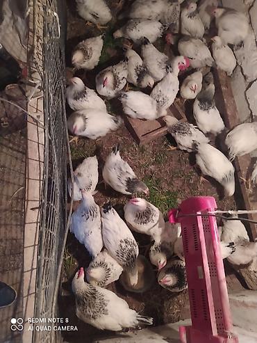 Toyuqlar: Serebrist fereler 6.50 xoruzlar 7 manatdan ünvan Hökməli 40 denedi tam — 7