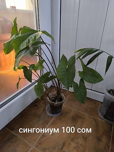 комнатные растения бишкек инстаграм: Комнатные растения, цветы, район филармонии, все вопросы в Вацап — 10