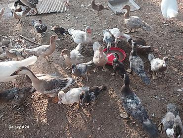 balaca ag itler: Ordeklar satilir krasnadar sortu qizili rengi və sare renglerde — 1