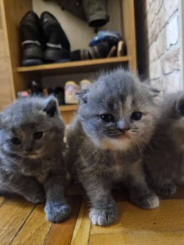 Pişiklər: Britan, Dişi, Yaxşı əllərə, Pulsuz çatdırılma — 13