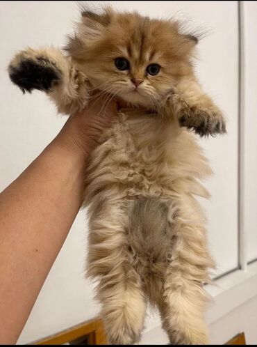 Pişiklər: Şotland yastı qulaq, Erkək, Dişi, Yaxşı əllərə, Ünvandan götürmə, Pulsuz çatdırılma, Ödənişli çatdırılma — 159