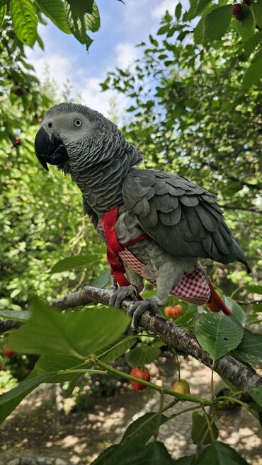 александрийский попугай цена: Для фотосессии, пообщаться, познакомиться с попугаем. Попугай жако