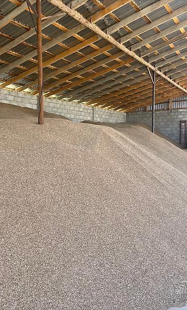 Эспарцет: Эспарцет. Семенное хозяйство Победитель. сорт: Иссык Кульский. 2 — 13