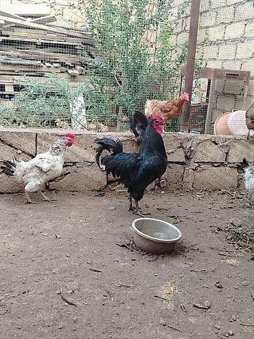 kend çolpası: Toyuq, Yumurtalıq — 4