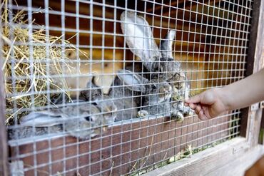 жаны асый: Продаю кроликов от 4 месяцев и выше
