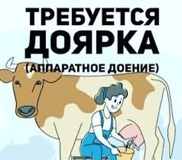 Доярки: Требуется Доярка, Оплата Еженедельно